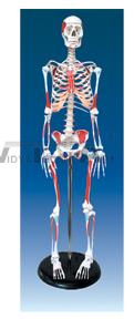 The color model of human skeleton with enthesis of muscles